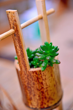 植物