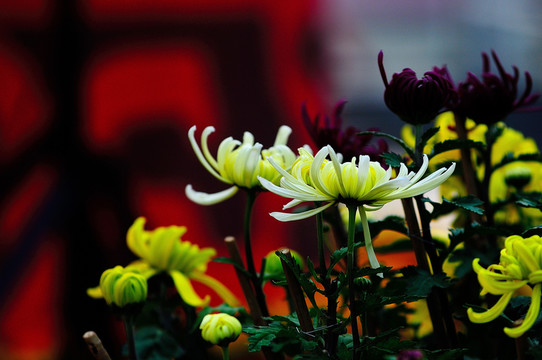 菊花