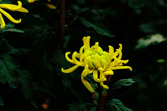 菊花