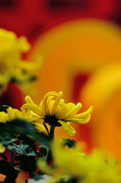 菊花
