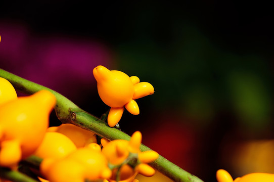 蘭花