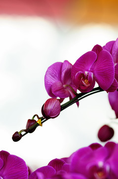 蘭花