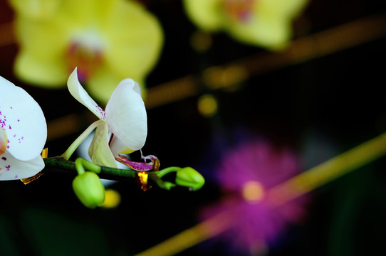 蘭花