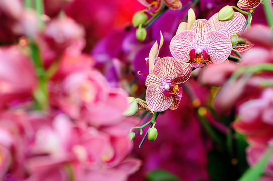 蘭花