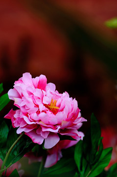 牡丹花