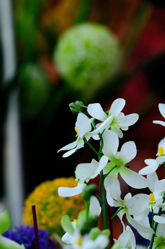 蘭花