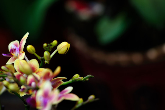 蘭花