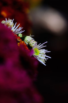 菊花
