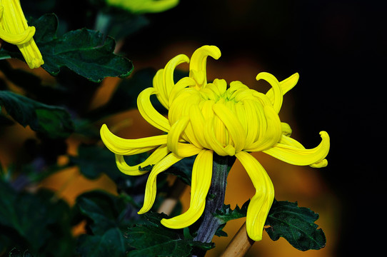 菊花