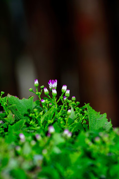 野菊花