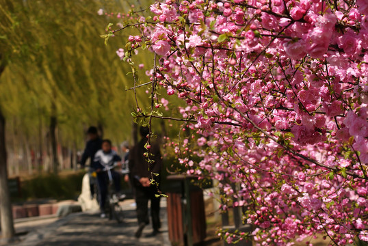 公園