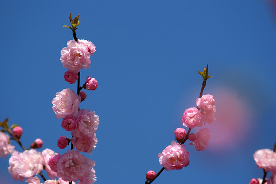 櫻花