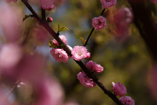 櫻花