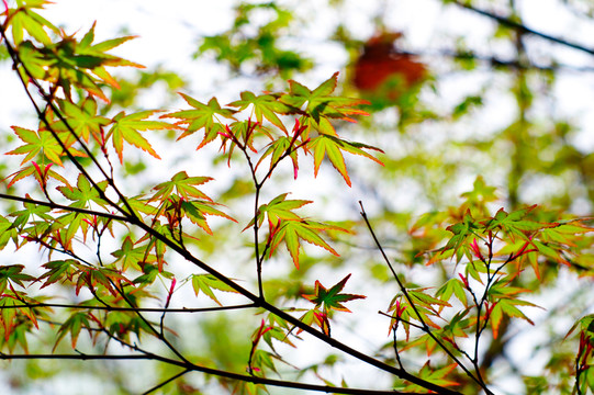 樹(shù)葉