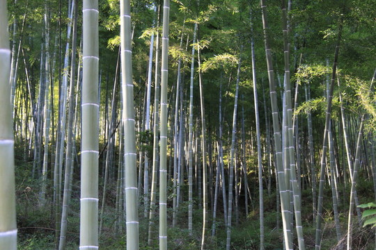 毛竹林