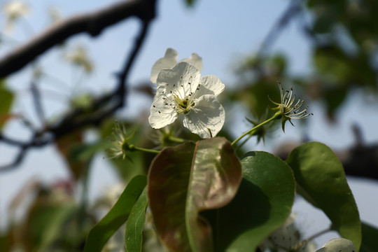 梨花