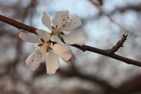 桃花