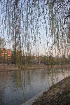 柳樹枝