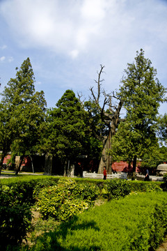 岱廟植物風(fēng)光