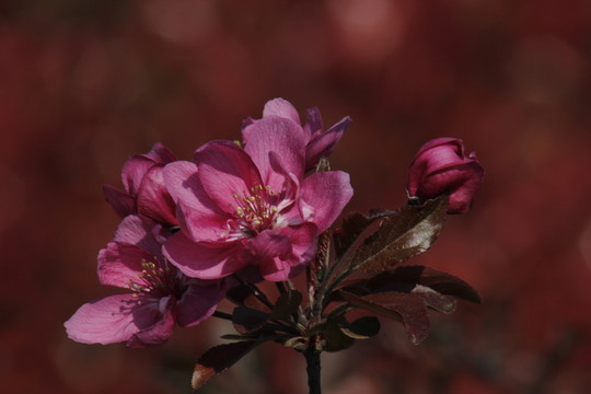 桃花