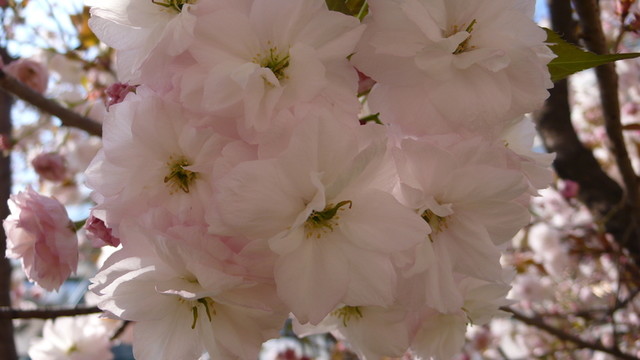 櫻花