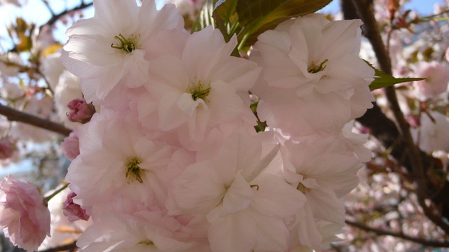 櫻花