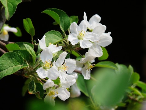蘋果樹花