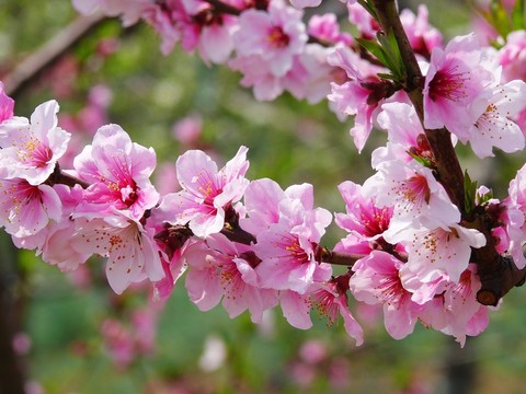 桃花