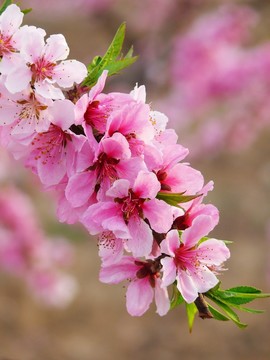 桃花