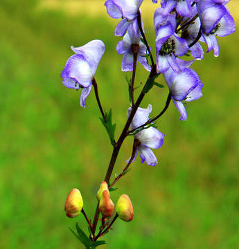 紫色野花素材