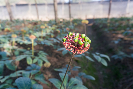 三七花 果實