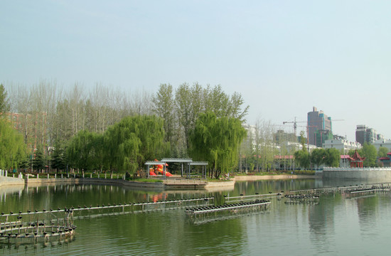 春光美