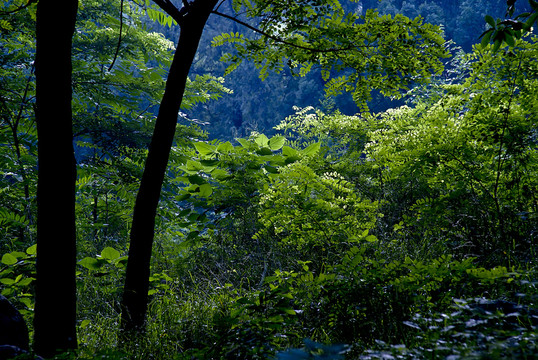樹(shù)林植被