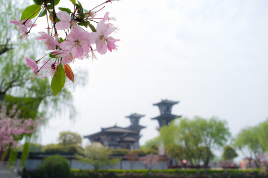 櫻花