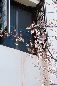 江南古建一角窗邊桃花