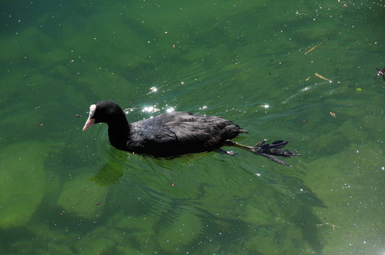 水鳥