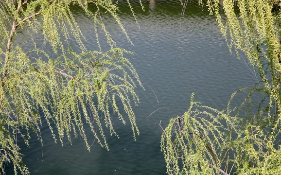 初春湖面上發(fā)芽的柳枝
