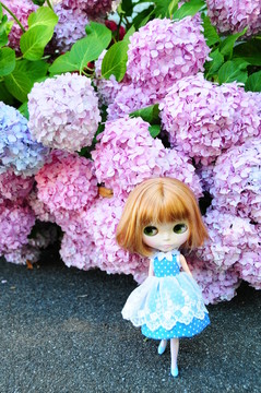 紫陽花與小布Blythe