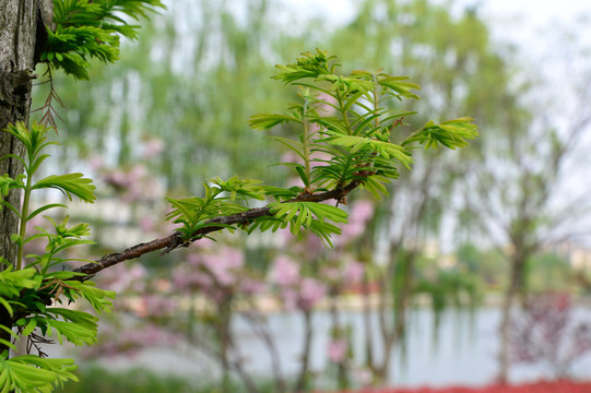 樹葉 綠葉