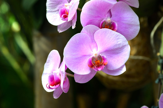 蘭花