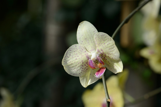 蘭花