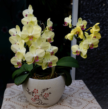 蘭花