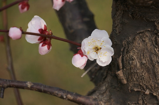一枝梅花