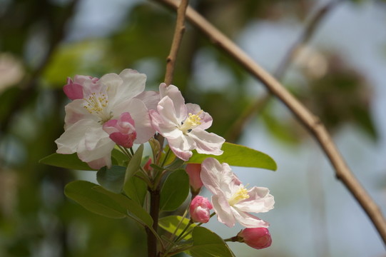 明媚的海棠花