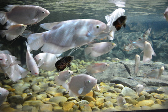 海水魚