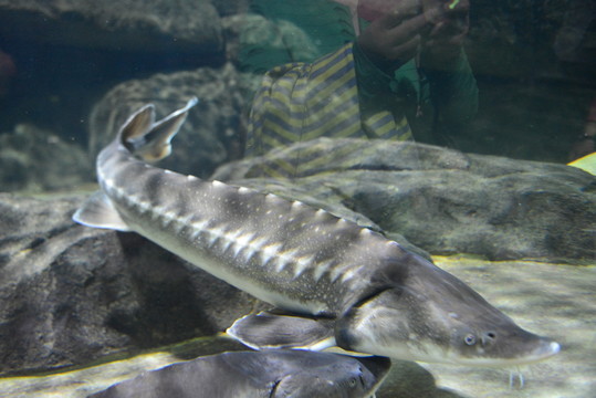 鯊魚