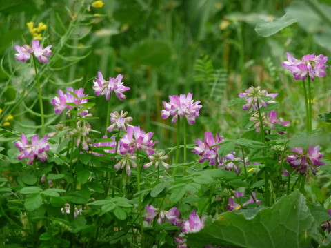 苕芽花
