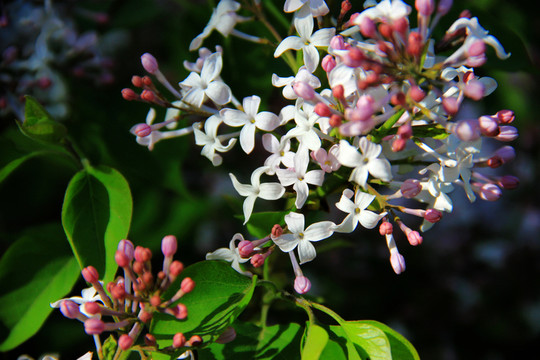 丁香花素材