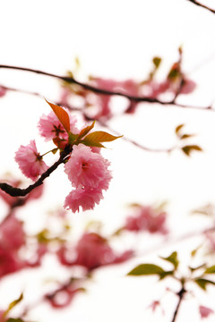 櫻花
