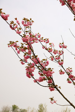 櫻花